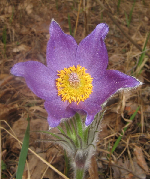 ПРОСТРЕЛ РАСКРЫТЫЙ или СОН-ТРАВА Pulsatilla patens